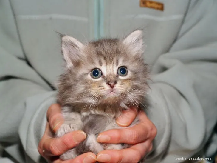 ID:1705-01001の子猫