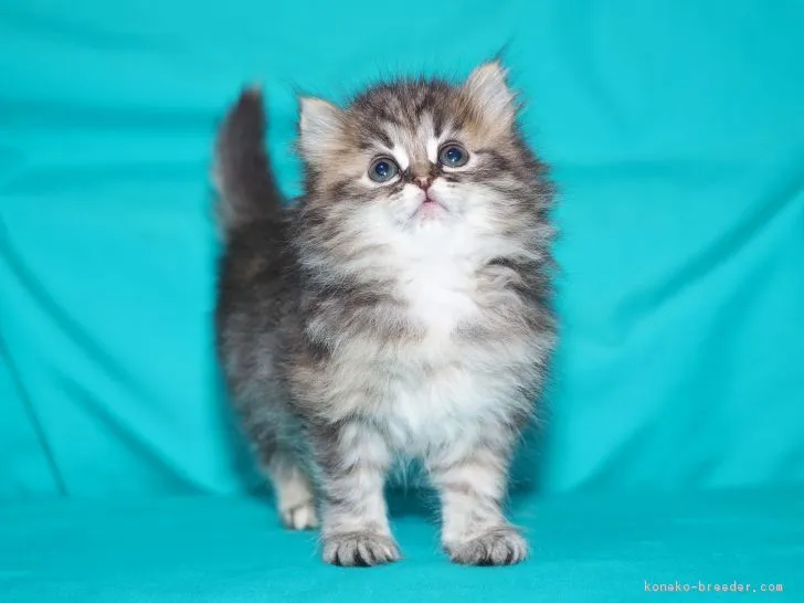 ID:1806-01069の子猫