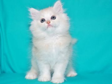 サイベリアン【三重県・男の子・2018年8月13日・クリームタビー&ホワイト（トリプルコート　シルクタッチ）】の写真「【特定地域お届け無料】ブリーディングタイプ」