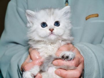 サイベリアン【三重県・男の子・2018年3月3日・シルバータビー&ホワイト（トリプルコート　シルクタッチ）】の写真「神奈川県　Ｙ様　購入引渡し待ちの子猫です。」