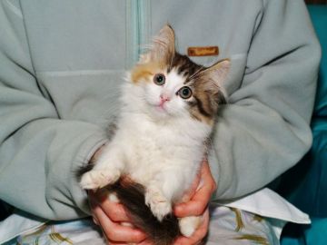 ノルウェージャンフォレストキャット【三重県・女の子・2016年9月1日・キャリコ（人気の三毛猫）】の写真「【年内に25頭前後の出産予定あり】」