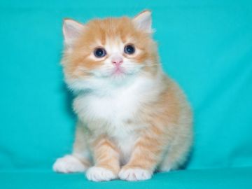 サイベリアン【三重県・女の子・2018年8月17日・レッドタビー&ホワイト（遺伝的にメスの赤系は超希少です）】の写真「神奈川県　N様　購入引渡し待ちの子猫です。」