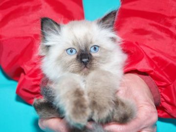 ラグドール【三重県・男の子・2019年3月1日・シールポイント（カラーソックスに注目）】の写真「世界最高峰 TICA クオードグランドチャンピオン」