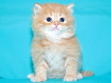 サイベリアン【三重県・女の子・2018年8月17日・レッドタビー&ホワイト（遺伝的にメスの赤系は超希少です）】の写真「愛知県　S様　購入引渡し待ちの子猫です。」