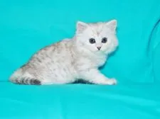 サイベリアン【三重県・男の子・2018年3月28日・シルバータビー&ホワイト】の写真2「✿2018年5月13日に撮影しました。(物怖じせず穏やかな性格です)」