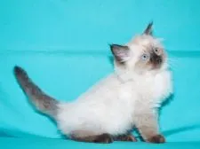 ラグドール【三重県・男の子・2019年3月1日・シールポイント】の写真2「✿穏やかな性格で人馴れしています。」