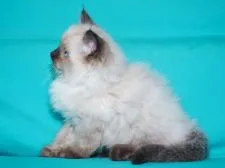 ラグドール【三重県・男の子・2019年3月1日・シールポイント】の写真3「✿淡色で柔らかい毛質は抱き心地バツグンです。」