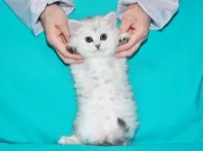 サイベリアン【三重県・男の子・2018年3月28日・シルバータビー&ホワイト】の写真4「✿2018年5月13日に撮影しました。(お腹の肌触り良い純白ヘアが際立ちます)」