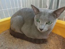 ロシアンブルー【・男の子・2020年3月13日・ブルー】