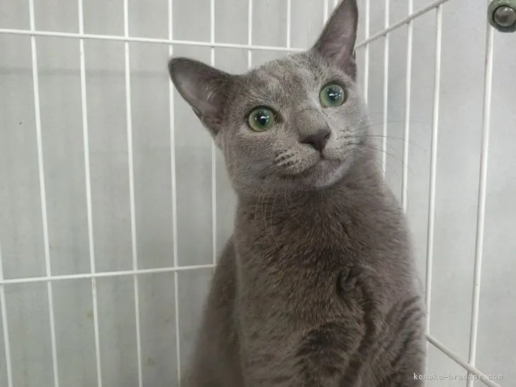 ID:2109-02548の子猫