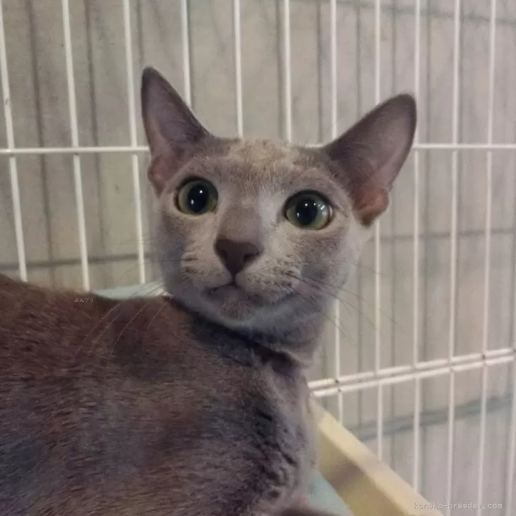 ID：2403-01229の子猫