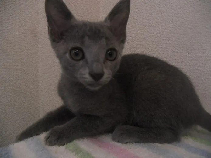 ID:1505-00562の子猫