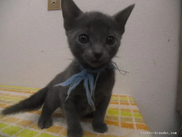 ID:1604-00161の子猫