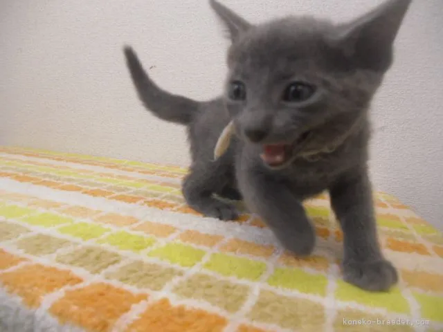 ID:1604-00058の子猫