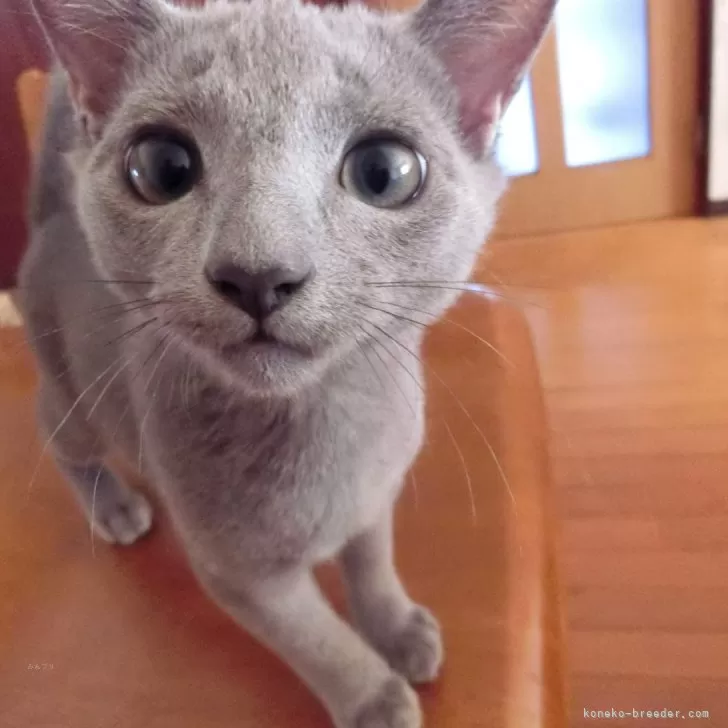 T.G 様のお迎えした子猫