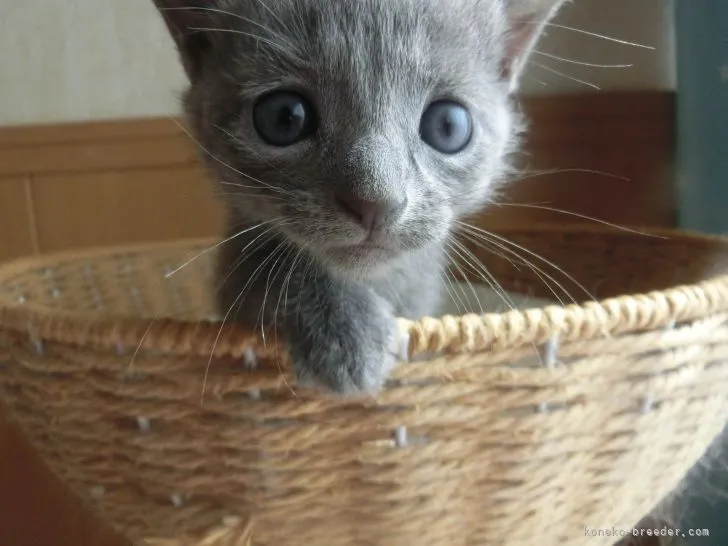 ID：2205-00618の子猫