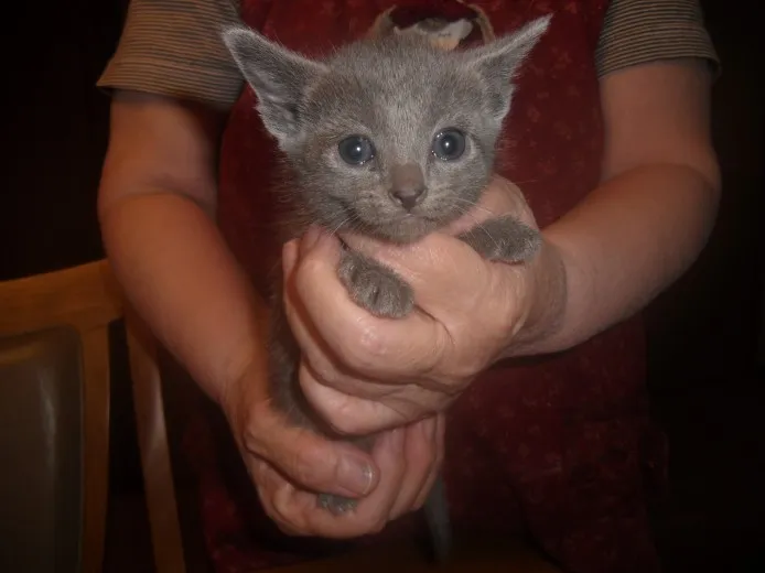 ID:1305-00202の子猫