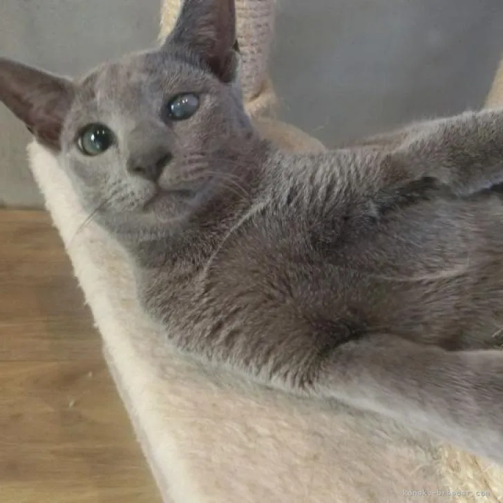 ID：2205-01143の子猫