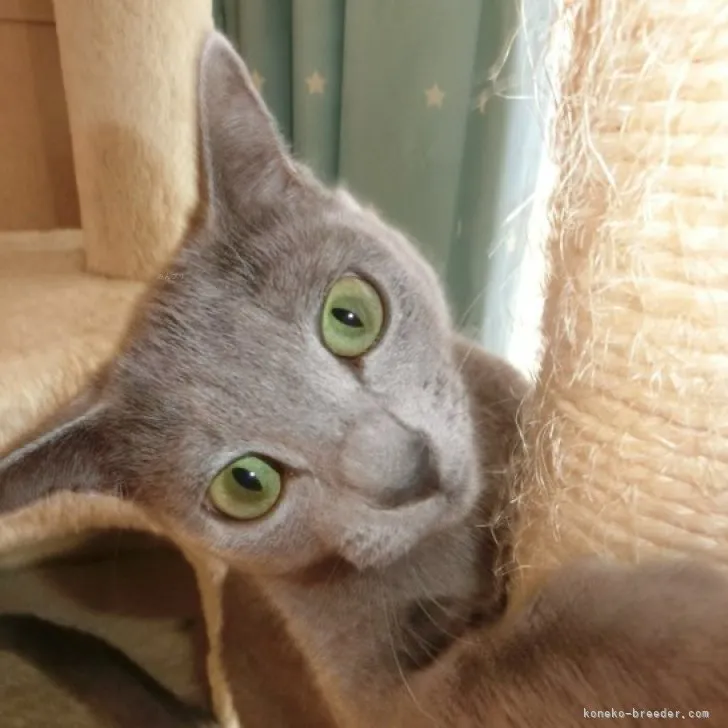 ID：2306-02902の子猫