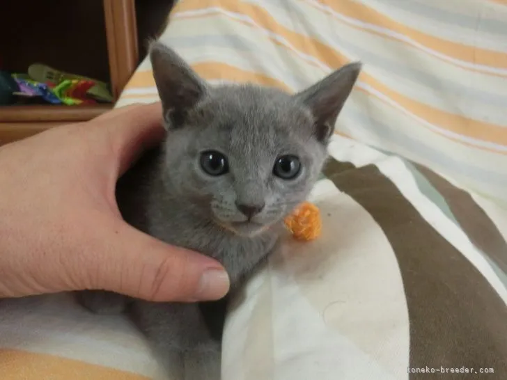 ID:2112-00940の子猫