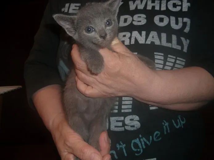 ID:1304-00190の子猫
