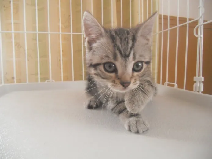 ID:1403-00360の子猫