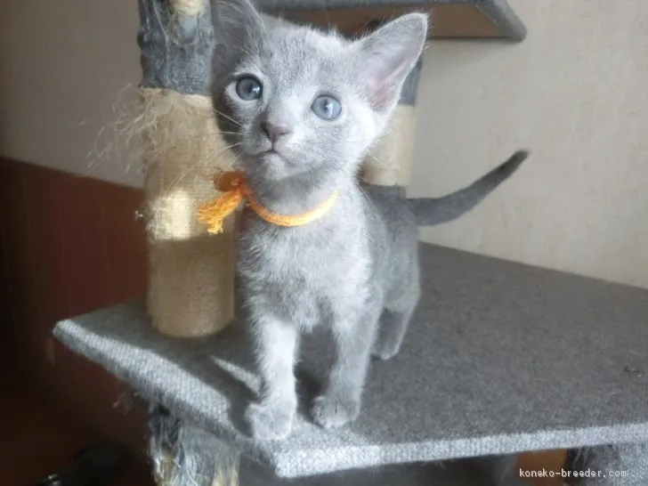 ID：2010-01077の子猫