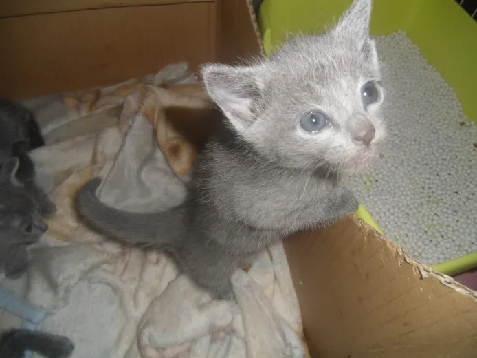 ID:1304-00033の子猫