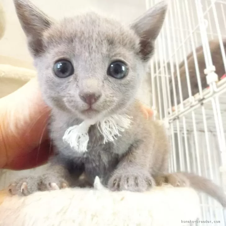 E.S 様のお迎えした子猫
