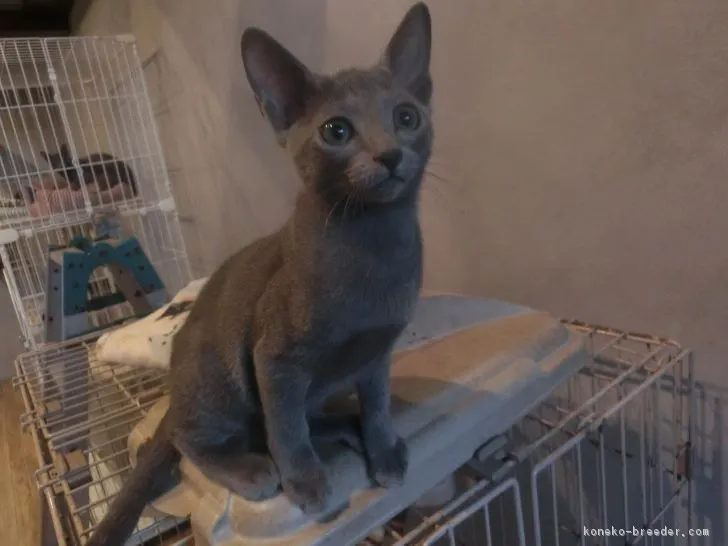 ID:1809-00448の子猫