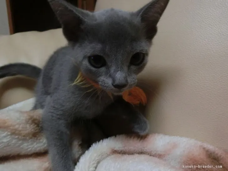 ID：1810-01344の子猫