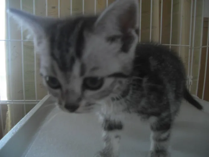 ID:1403-00291の子猫