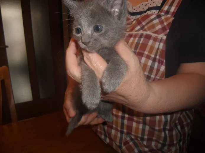 ID:1310-00075の子猫