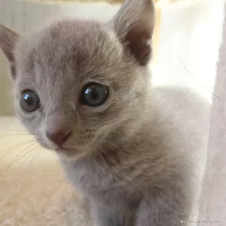 ID：2403-01119の子猫