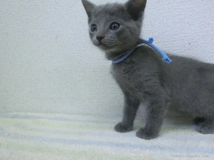 ID:1811-01450の子猫