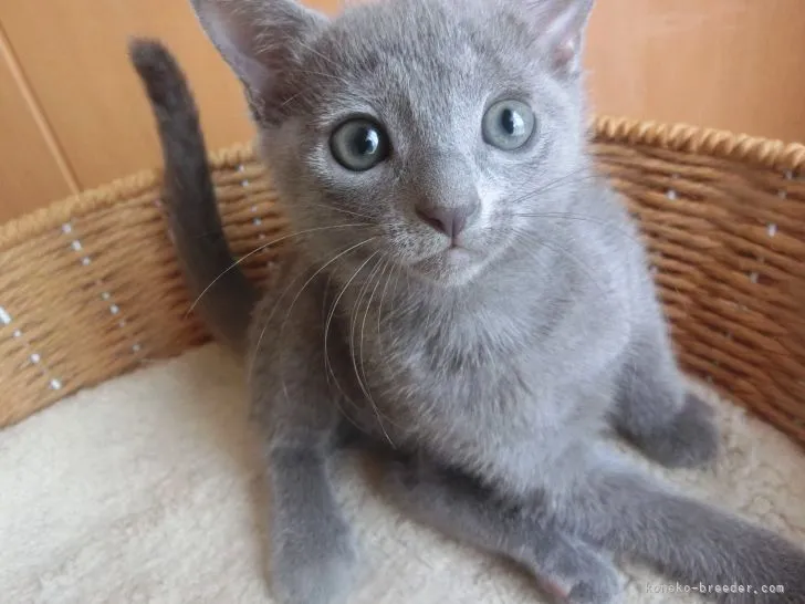 ID：2205-03165の子猫