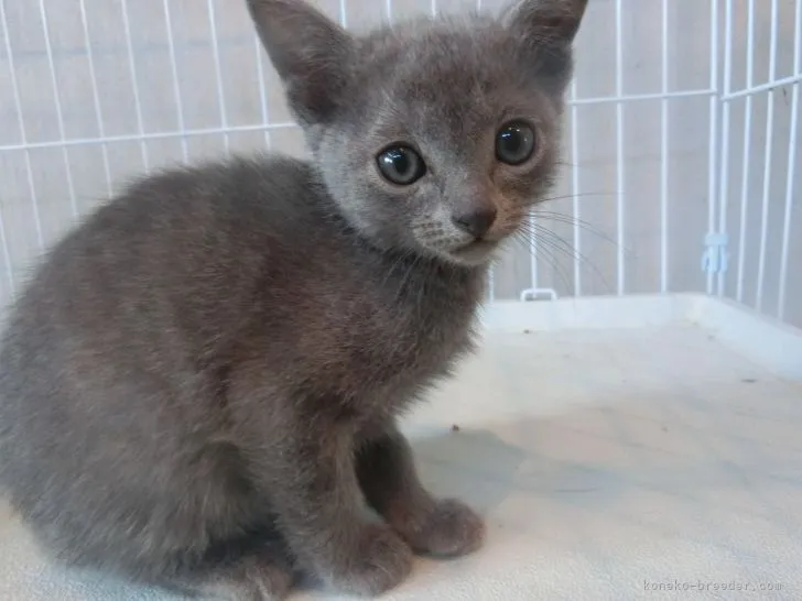 ID:2105-01924の子猫