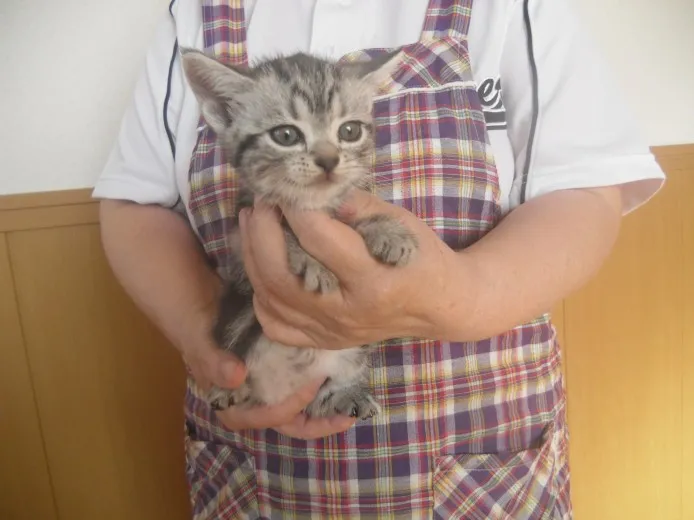 ID:1310-00319の子猫
