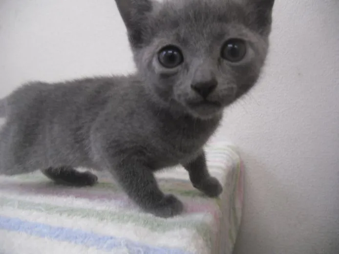ID:1505-00389の子猫