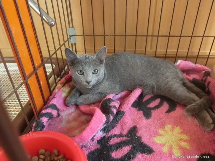 ID:1710-00937の子猫
