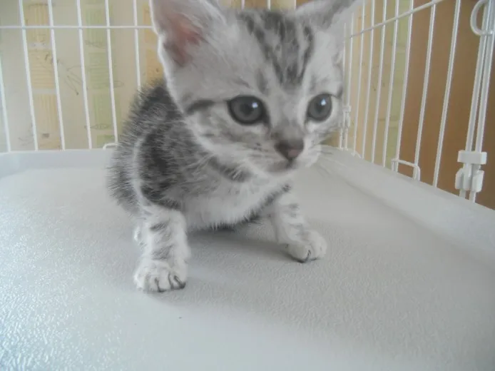 ID:1404-00064の子猫
