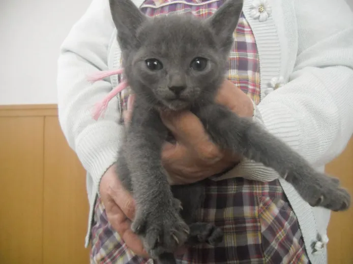 ID:1310-00399の子猫