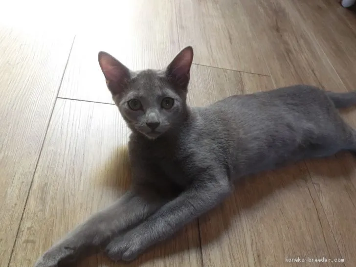 ID：1907-00303の子猫