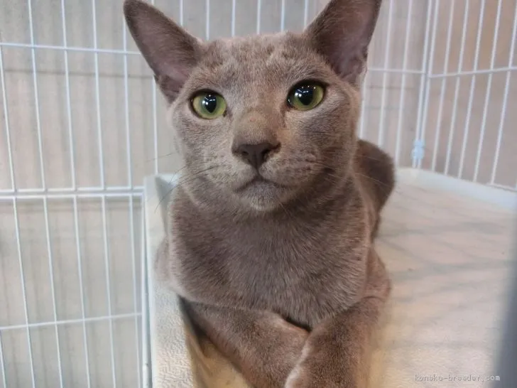 ID:1908-01373の子猫