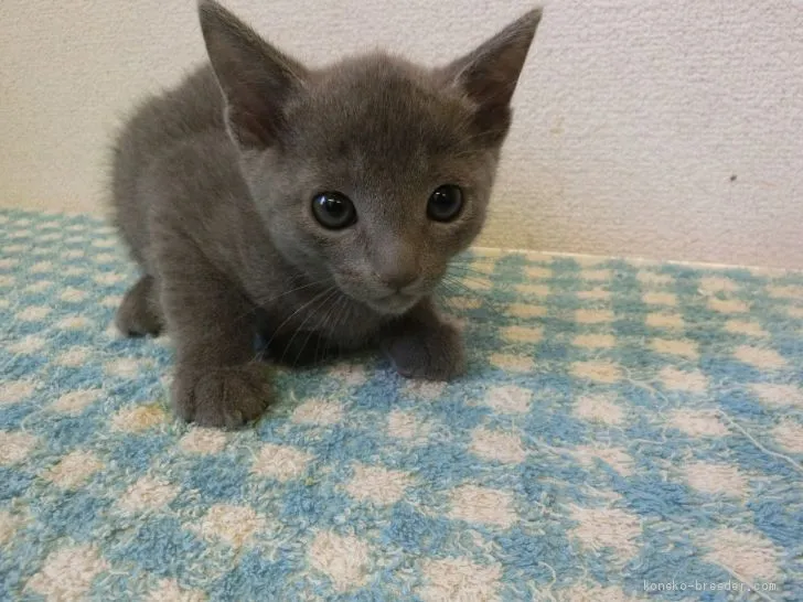 ID：1904-00473の子猫