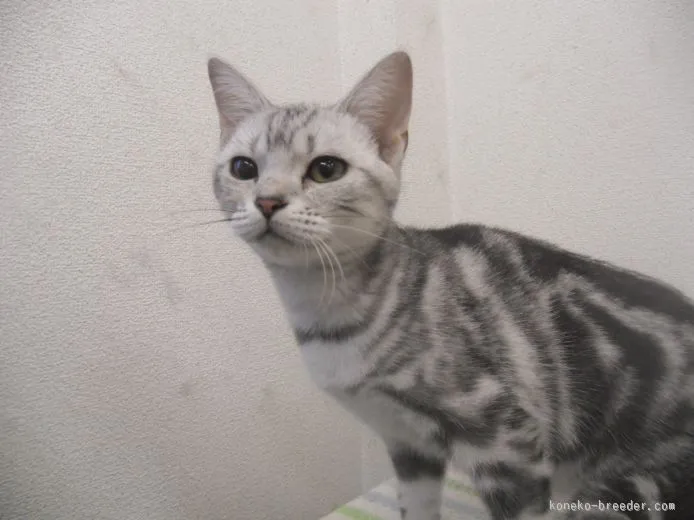 ID：1511-00433の子猫