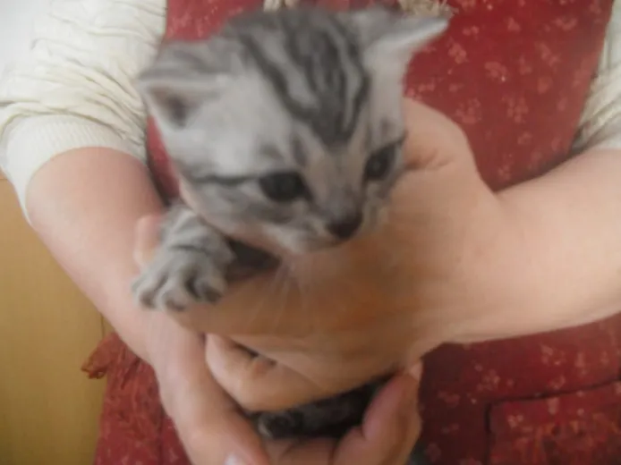 ID:1403-00061の子猫