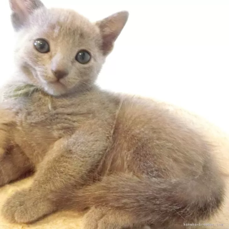 ちゃい 様のお迎えした子猫