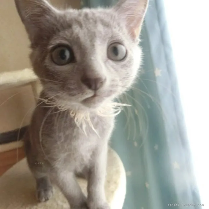 ID：2310-00949の子猫