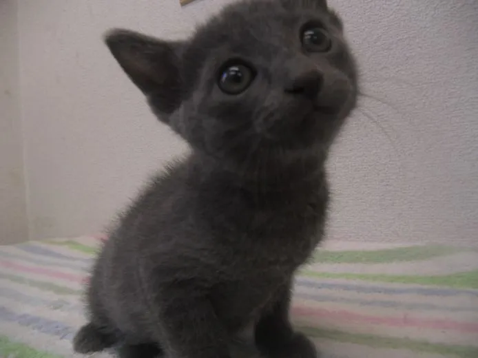 ID:1504-00124の子猫